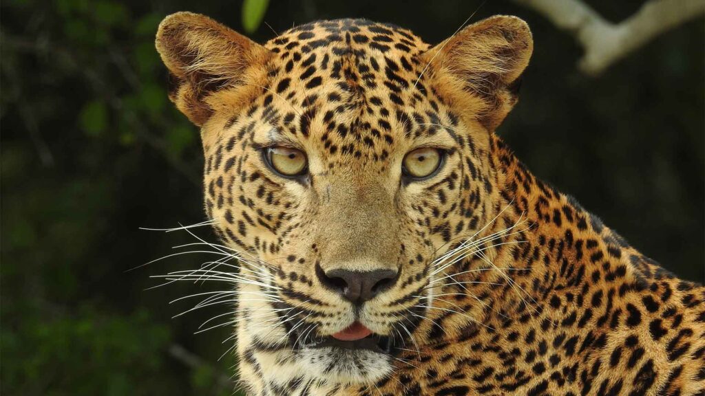 wild life