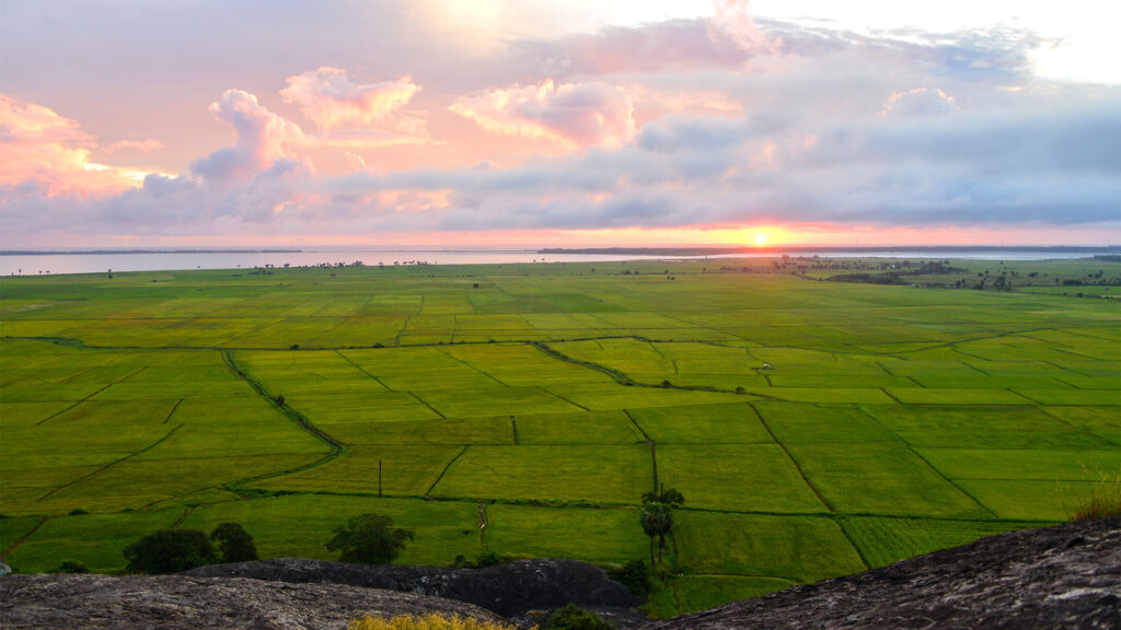 sunrise east coast sri lanka, paddy fields