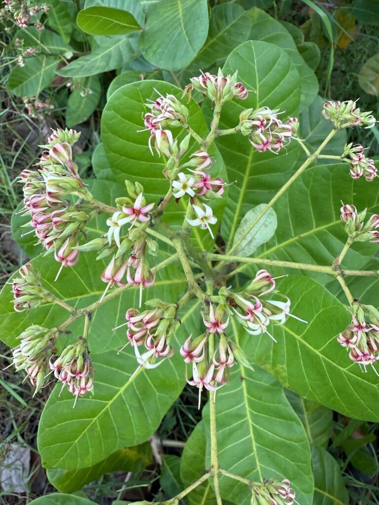 cashew plants